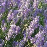 Aromaterapia: nociones básicas