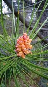 Brotes de pino Herbolario Mejorana