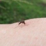 Remedio de urgencia para las picaduras de insectos.