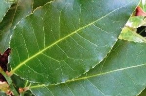laurel herbolario mejorana